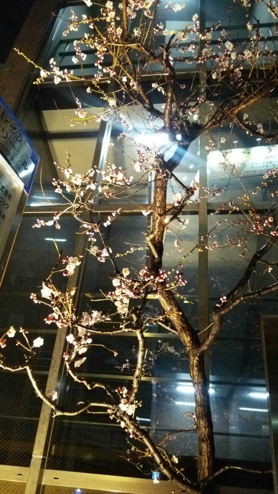 春が近づいてきました