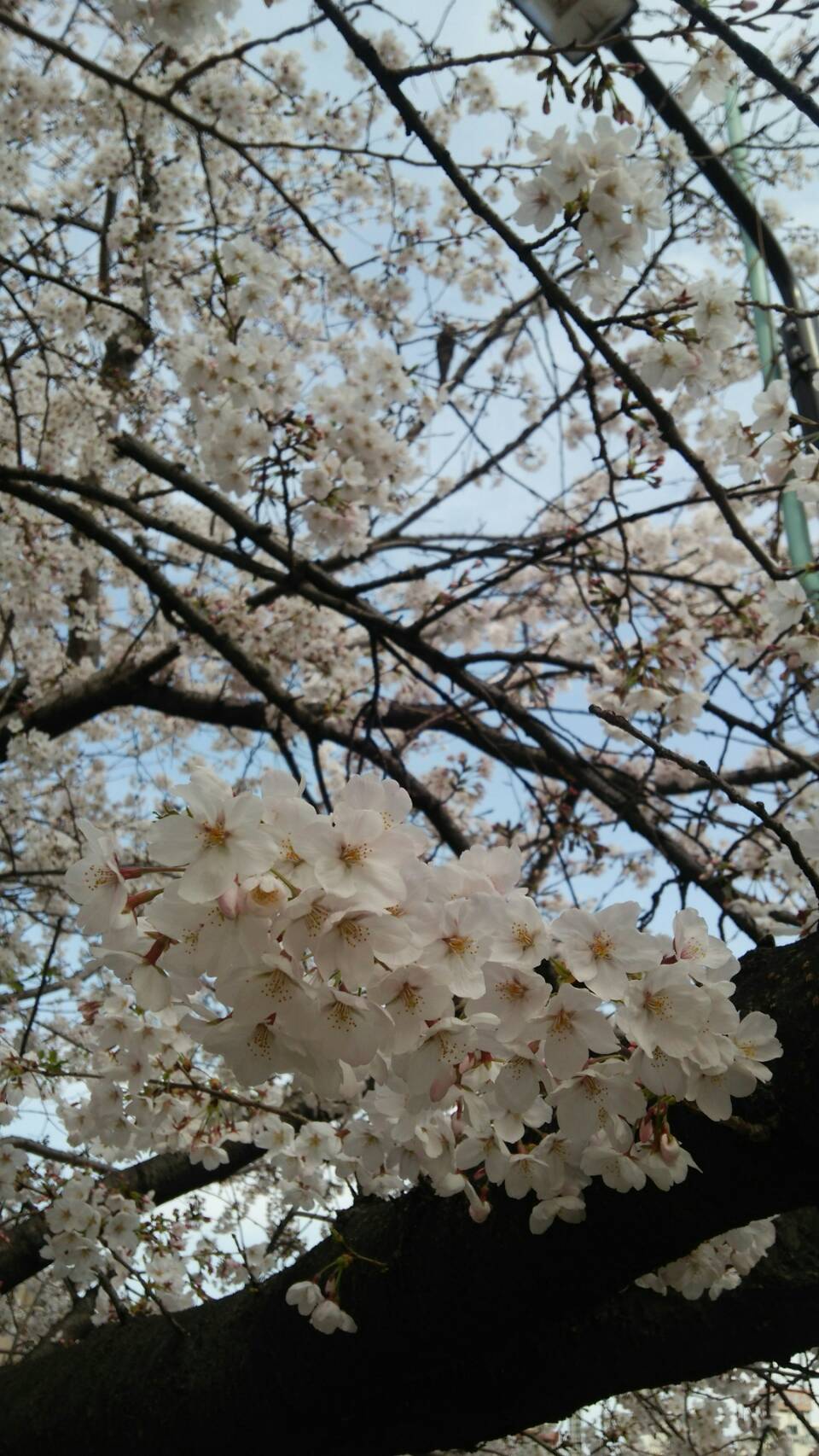 新年号！