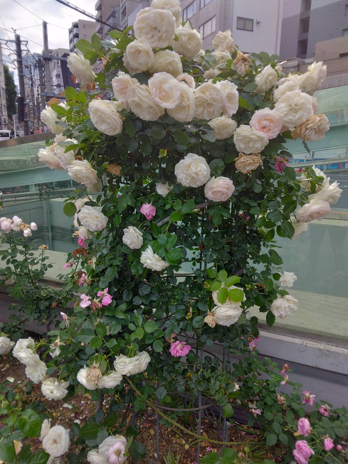 大塚駅に薔薇が咲き、初夏を感じます